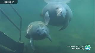 Underwater Manatee-Cam at Blue Spring State Park | 2025 Highlights