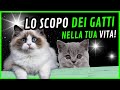 🐱 Il Vero Scopo dei GATTI nella tua VITA - Segreti Spirituali e Protezione Energetica 🐾✨