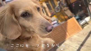 ちょっと待って、そのおやつ!【ミニチュアダックス犬】