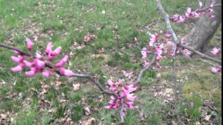 The Redbud Before the Storm