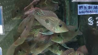 Geophagus sveni 12-13cm 斯維尼關刀