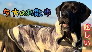 優しい巨人 グレートデーン 公園 お散歩 🐕‍🦺 超大型犬 暮らし ニューファンドランド 保護猫 動物好き 多頭飼育 渡辺ボス boss＆Queen