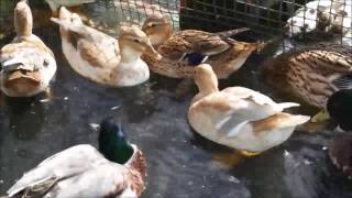 Australian Spotted Bantam Ducks