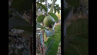 Guava (പേരക്ക)#guava #fruit #nature #naturephotography #videography