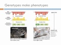 Biology 1, Lecture 16: How Genes Work