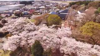 さくら市ミュージアム 2019桜