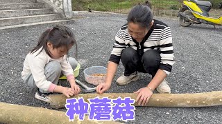 阿恋开始种蘑菇了，婉儿也来帮忙还有模有样的，从小锻炼动手能力