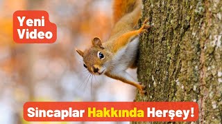 Sincaplar Hakkında Herşey! - Pratik Bilgi Bankası