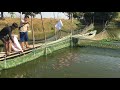 តោះអោយចំណីត្រី fish feeding life fishing fish fishingvideo fishcurry fishinglife fishfry