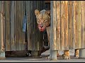 There's a lion with a kill in the bathroom
