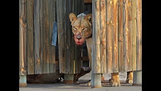 There's a lion with a kill in the bathroom