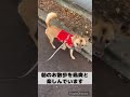 左側はとても楽しそうに歩くのですが　：　里親募集中のワンコ shorts 保護犬 里親募集 殺処分 犬 譲渡 dog ピースワンコ 譲渡センター 野犬 飼育放棄