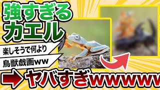 【2ch動物スレ】【レア】カエルがカブトムシの背中に飛び乗りロデオする様子が激写されるｗｗｗｗなにこれｗｗｗｗｗｗ