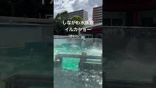 しながわ水族館🐟　イルカショー