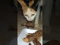 Hungry homeless cat #cat #kucat #cute #funny #hewankucing #catlover #simeong #pets