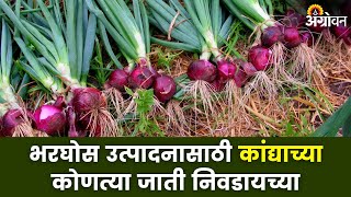 Onion Varieties : कांदा लागवड करताना या गोष्टी महत्वाच्या |Agrowon | ॲग्रोवन