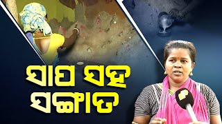 Special Story |  Shocking! This family in Odisha lives with deadly cobras | OTV Exclusive