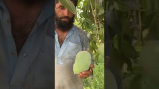 Export Quality Chaunsa Mango Plucking