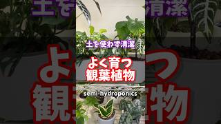 よく育つ観葉植物・土を使わず清潔・semi-hydroponics #観葉植物 #houseplants #半水耕栽培 #hydroponics