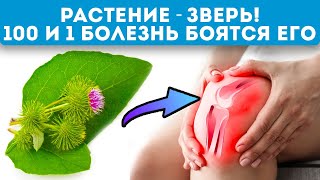 11 убойных рецептов с лопухом помогут исцелиться каждому!