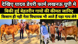 देखिए यादव डेयरी फार्म से बिकी हुई सुन्दर व दुधारू गायो की कीमत जानिए || gosainganj dairy farm #cow