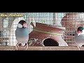 java finches வளர்புமுறை java finches breeding tips in tamil real feathers vijayakumar