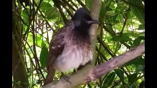 Red-vented Bulbul Sound | කොණ්ඩ කුරුල්ලා