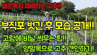 고추 농사 잘 짓는 법!! 부직포 터널 벗긴 후 모습 공개! 고랑에 비닐 씌우는 이유(탄저병 예방), 양말목으로 고추망 견인하는 팁!! 영상 보시고 내년 농사에 참고하세요^^