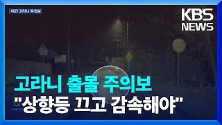 봄철 고라니 출몰 주의보…“상향등 끄고 감속해야” / KBS  2023.05.01.