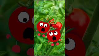 Tamatar waking up with fart 😂|Tamatar funny Cartoon | Animation #shorts #tomato