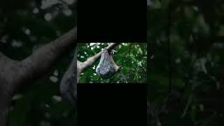 This video of a colugo and her baby is crazy viral