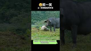 撐著就是勝利!  笑一笑，每天都開心 發給需要笑容的好友吧  #Shorts #笑話 #subscribe #開心 #迷因 #每日笑話