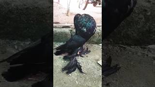 Unique Pom pouter pigeon | Puffer Pigeon #shorts #viral