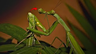 The Extreme Power of Insects Mating | When Nature Calls