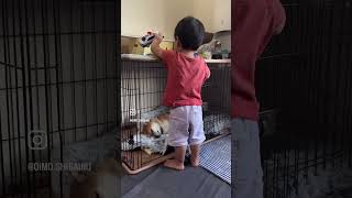 寝てるようで起きてる柴犬、落ち着いて寝れやしねーぜ#shorts