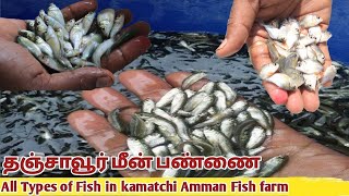 தரமான மீன் குஞ்சுகள் | பிரமாண்ட மீன் குஞ்சு பண்ணை Kamakshi Amman Fish Seed Farm |Thanjavur fish farm