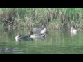 大鵬灣畔嘉蓮濕地公園的小水鴨