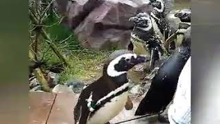 人懐こいマゼランペンギン～Friendly penguin～