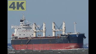 DORIC VICTORY - Shipspotting Germany 🇩🇪 IMO 9425887 - River Elbe near Otterndorf - 4K VIDEO