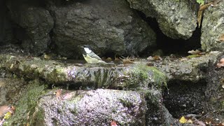 山中湖 大洞の泉のヒガラの水浴び　その６９（4K動画）