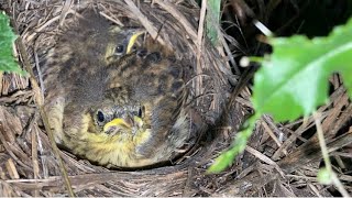 Yellowhammer nest..’Builders Bag’