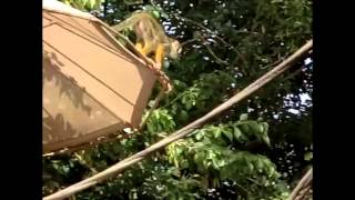 Squirrel Monkeys Walking And Jumping (Slow Motion Animation Reference)