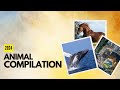 Animal Compilation 2024: Informative Talks!