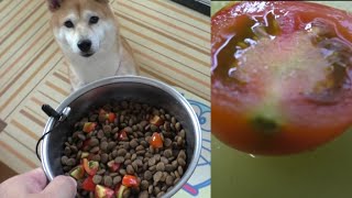 柴犬小春　【ASMR】あさイチ庭のとれたてミニトマトを食す？！音フェチ