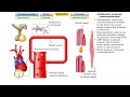 Antidiuretic hormone (vasoconstriction, water reabsorption & sweat inhibition)