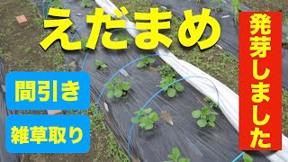 5月9日 枝豆の育て方 日々のお世話編【間引き、雑草取り】