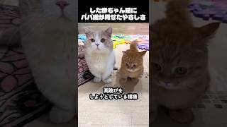 すっかりやる気をなくした赤ちゃん猫にパパ猫が見せたやさしさ