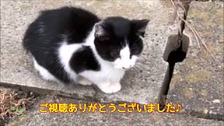 かわいい野良のハチワレ子猫 なぜか道端に座りこむ