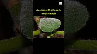 ఈ ఆకుని తాకితే చనిపోతారట most dangerous leaf in the world | telugu facts | unkown facts | history