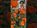 நெதர்லாந்தில் கனகாம்பரம் பூ🌺 netherlands flowershop flowerlover kanagambaram trendingshorts